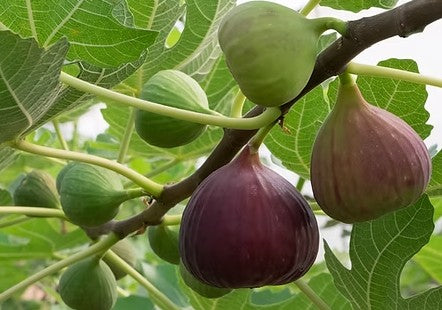 תאנה 50 ליטר תמונה ראשית