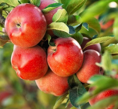 תפוח ענה