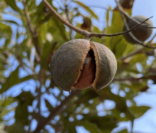 אגוז מקדמיה 50 ליטר