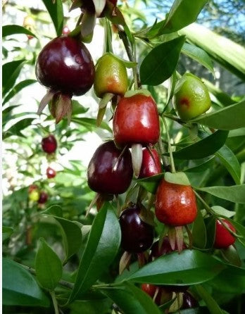 דובדבן ריו גרנדה 25 ליטר