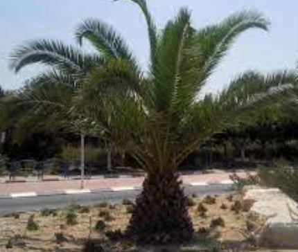 משולש (ניאודיפסיס) 7 ליטר תמונה ראשית