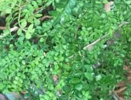 פלפלון סיני 15 ליטר תמונה ראשית