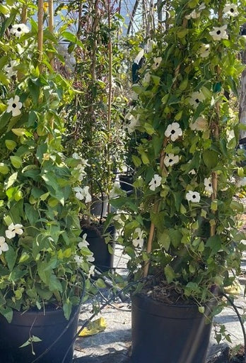 טולברגיה עין שחורה תמונה ראשית