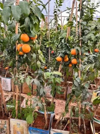 קלמנטינה 50 ליטר
