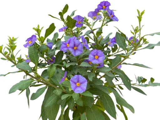 סולניום מעוצב גזע 15 ליטר