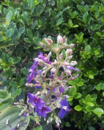 טיבוצינה ארגמנית 15 ליטר