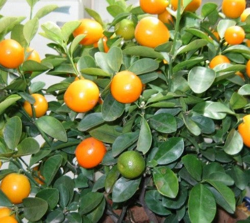 קלמנטינה מיכל 50 ליטר תמונה ראשית