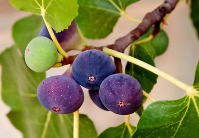 תאנה לבנה אברי 50 ליטר תמונה ראשית