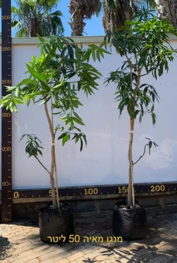 מנגו מאיה 50 ליטר