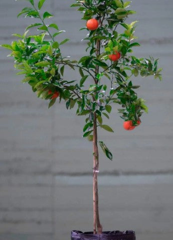 קלמנטינה מיכל 25 ליטר Main image