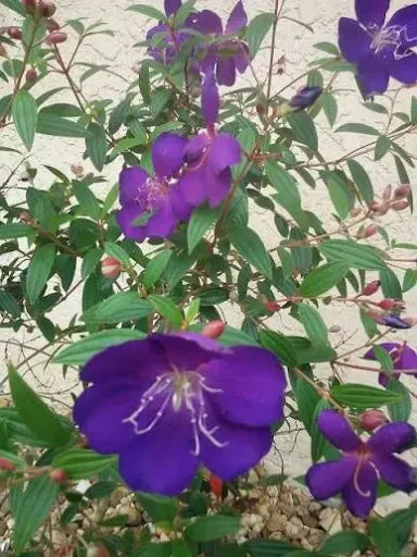 טיבוצינה ארגמנית 15 ליטר