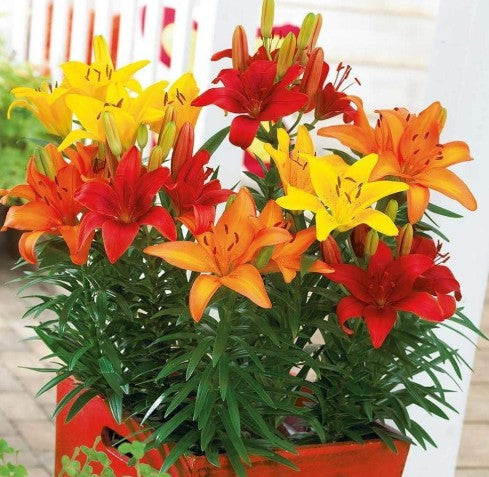 שושן אסיאתי ע.15