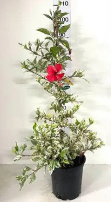 הבסקוס מגוון 15 ליטר