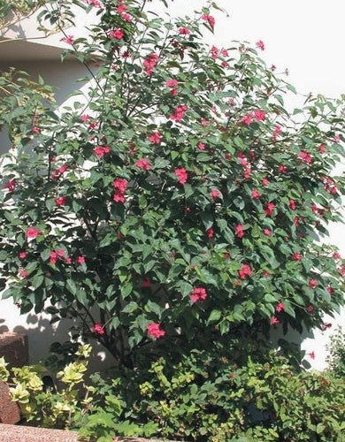 יטרופה מעוצב גזע 15 ליטר