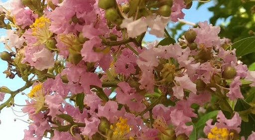 לגסטרמיה 25 ליטר