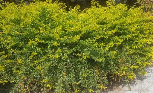 דורנטה תיאלנדית גודל 4
