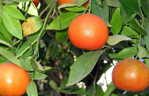 קלמנטינה אור 25 ליטר