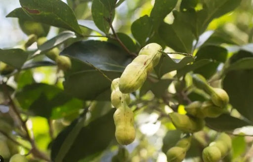 שעועית הגלידה 25 ליטר