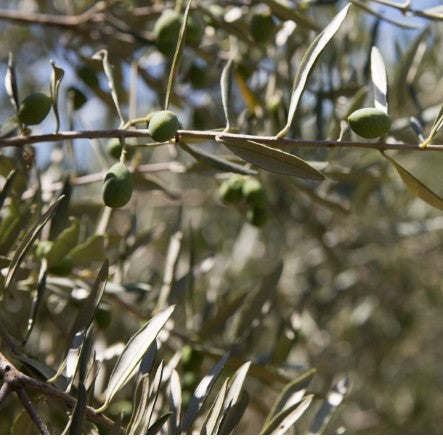 זית ברנע 25 ליטר
