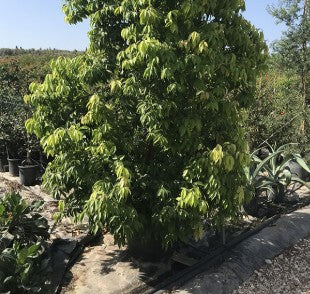 קינמון כסיה 25 ליטר תמונה ראשית
