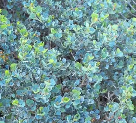 דורנטה גיישה 15 ליטר