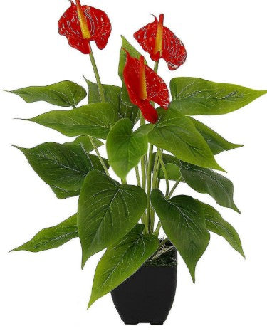קרוטון אסיטון 18 ליטר