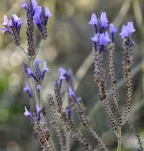 לבנדר קנרי גודל 4 ע