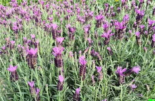 לבנדר מדריד גודל 4 תמונה ראשית
