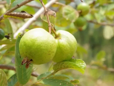 גויאבה לבנה  50 ליטר תמונה ראשית