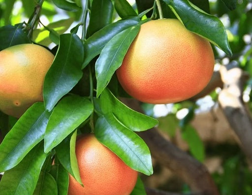 פומלית 25 ליטר
