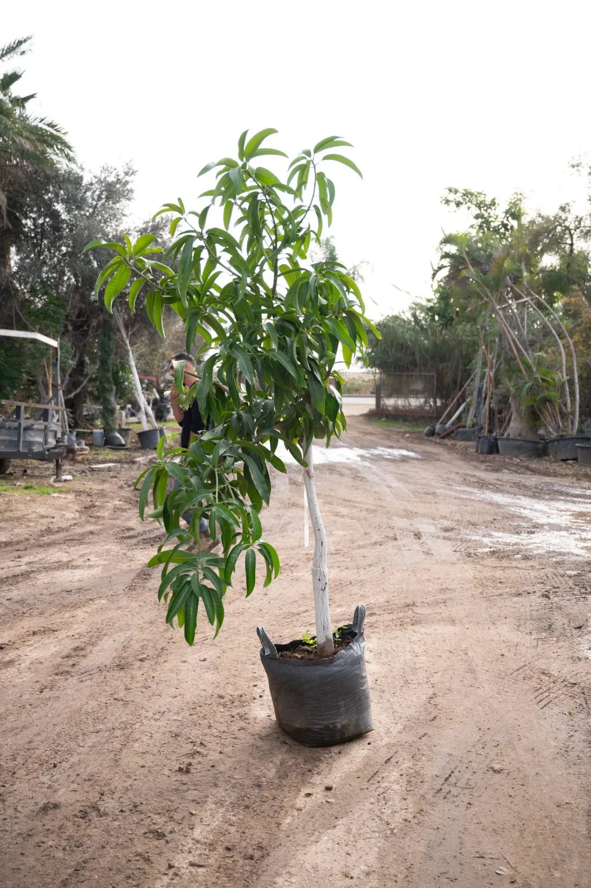 מנגו שלי 50 ליטר תמונה ראשית