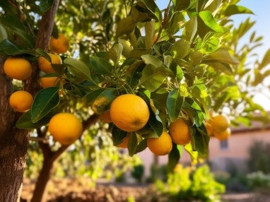 לימון ווילה פרנקה 25 ליטר תמונה ראשית
