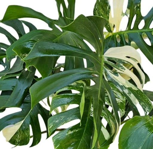 מונסטרה ענקית 15 ליטר