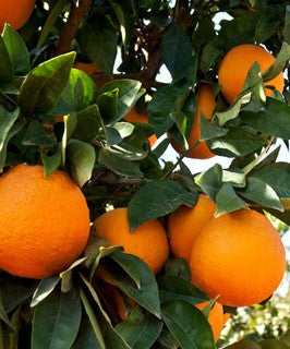 תות 3.5 צול תמונה ראשית