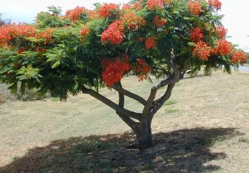 אבוקדו פינקרטון 50 ליטר תמונה ראשית