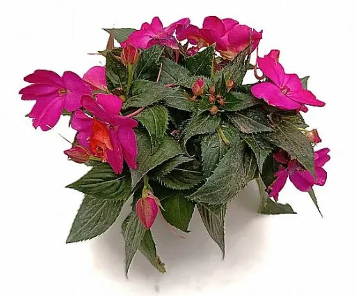 בשמת גינאה החדשה ע.12 תמונה ראשית