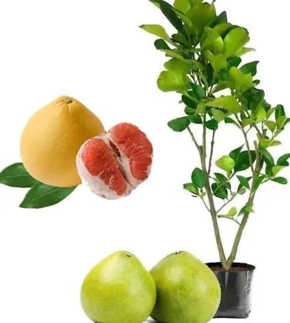 פמלה אדומה 50 ליטר