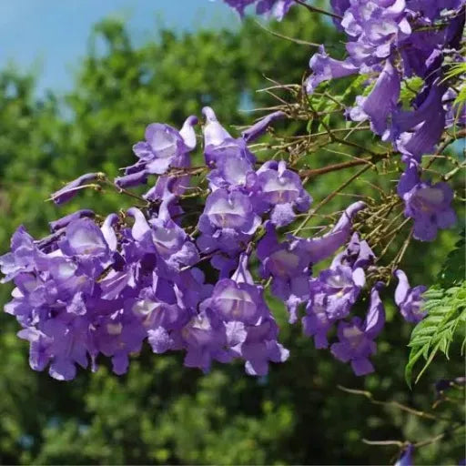 ג`קרנדה 1