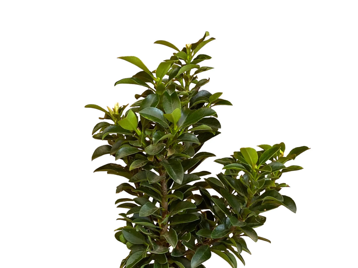 סנו מיידן 7 ליטר Main image