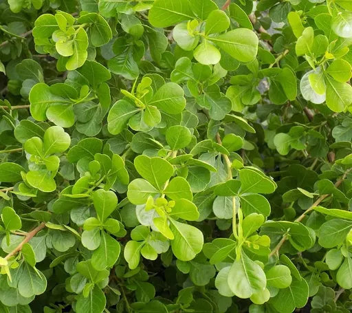 אוג גדר Main image