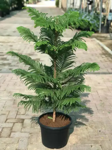 ארוקאריה תמונה ראשית