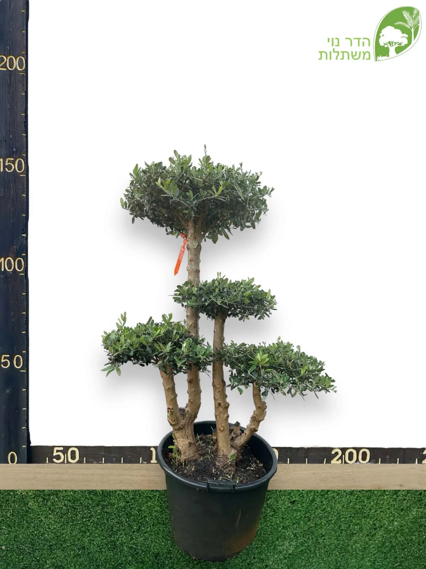עיץ זית