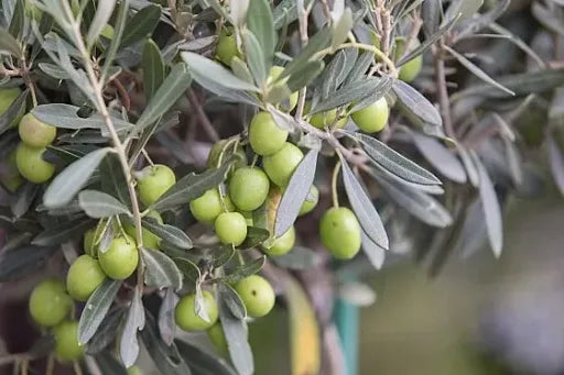 זית פריינטה בדלי