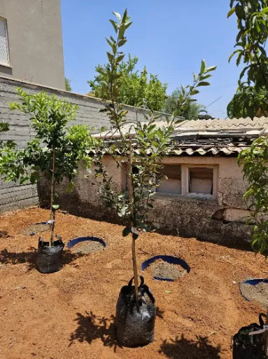 תפוח וורד 25 ליטר