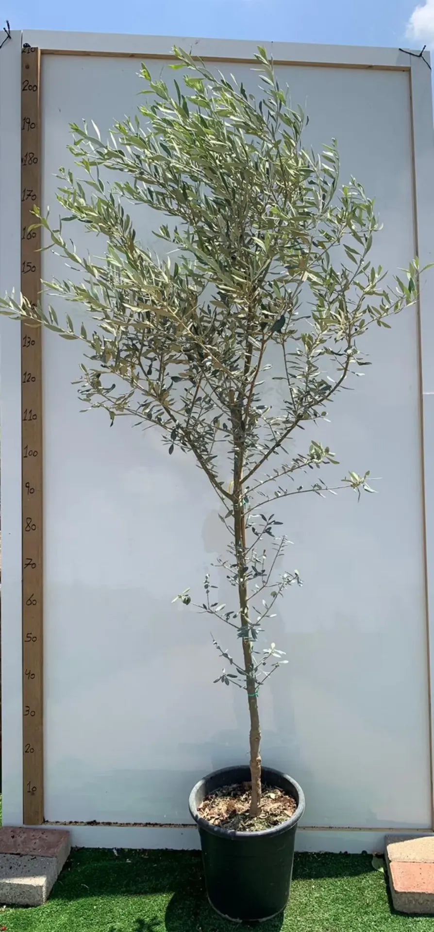 זית 25 ליטר