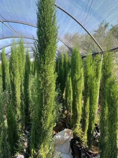 טוטם 50 ליטר