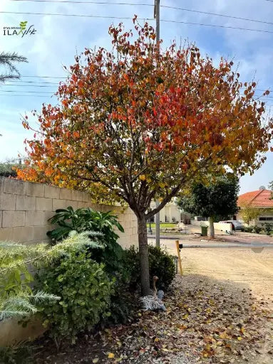 אגס קלריאנה גודל 8