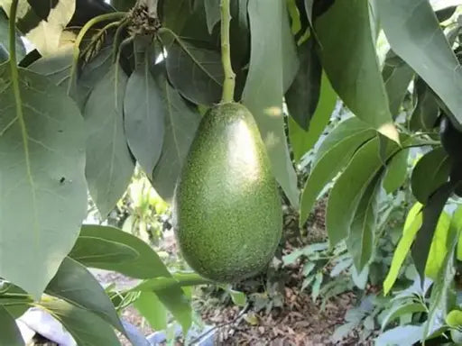 אבוקדו אטינגר 60 ליטר