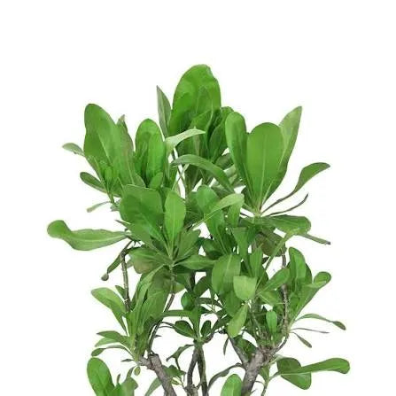 סכיבלוה ע.12 תמונה ראשית