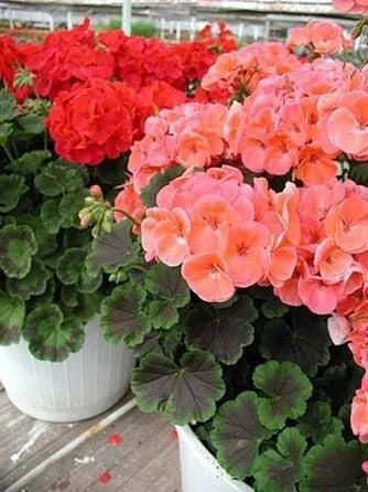 גרניום זחל ע 12